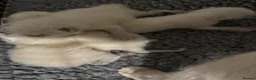 Ragdoll cats for sale: Beautiful GCCF Ragdoll Kittens  - Advert 22