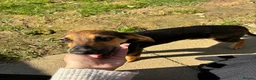 Mixed Breed dogs for adoption: Oreo 6 month old hound cross  in Crawley - Advert 7
