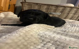 Labrador Retriever dogs for sale: Black Labrador Puppies  - Image 5