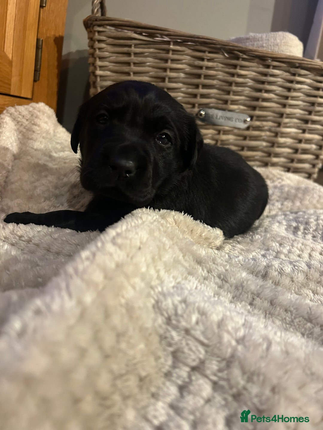 Labrador Retriever dogs for sale: Black Labrador Puppies  - Image 5