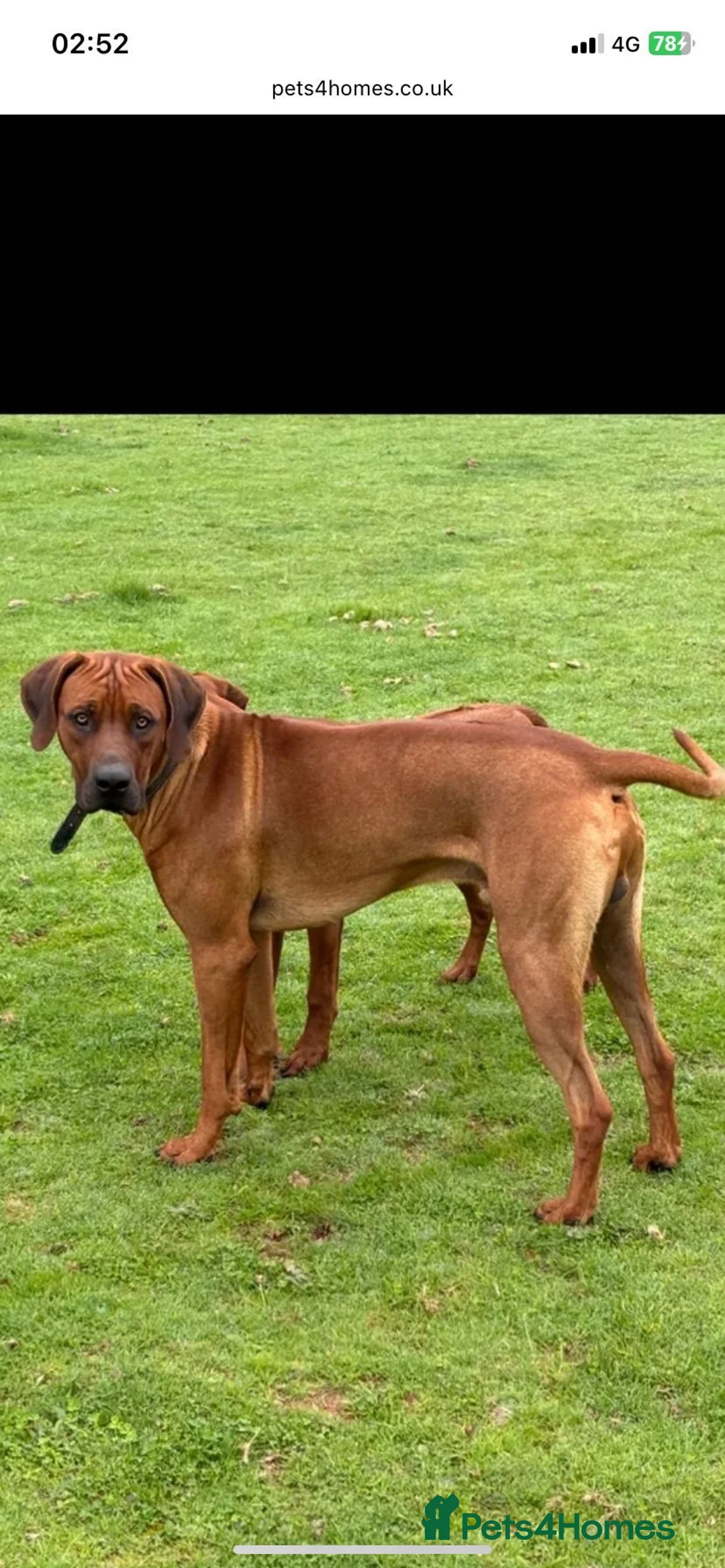 Rhodesian Ridgeback dogs for sale: Exceptionally Health Tested/Family Home. Kc Reg - Advert 7