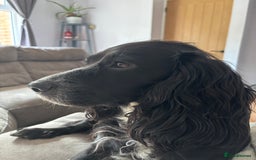 Cocker Spaniel dogs for sale: Working cocker spaniel puppies - Image 8