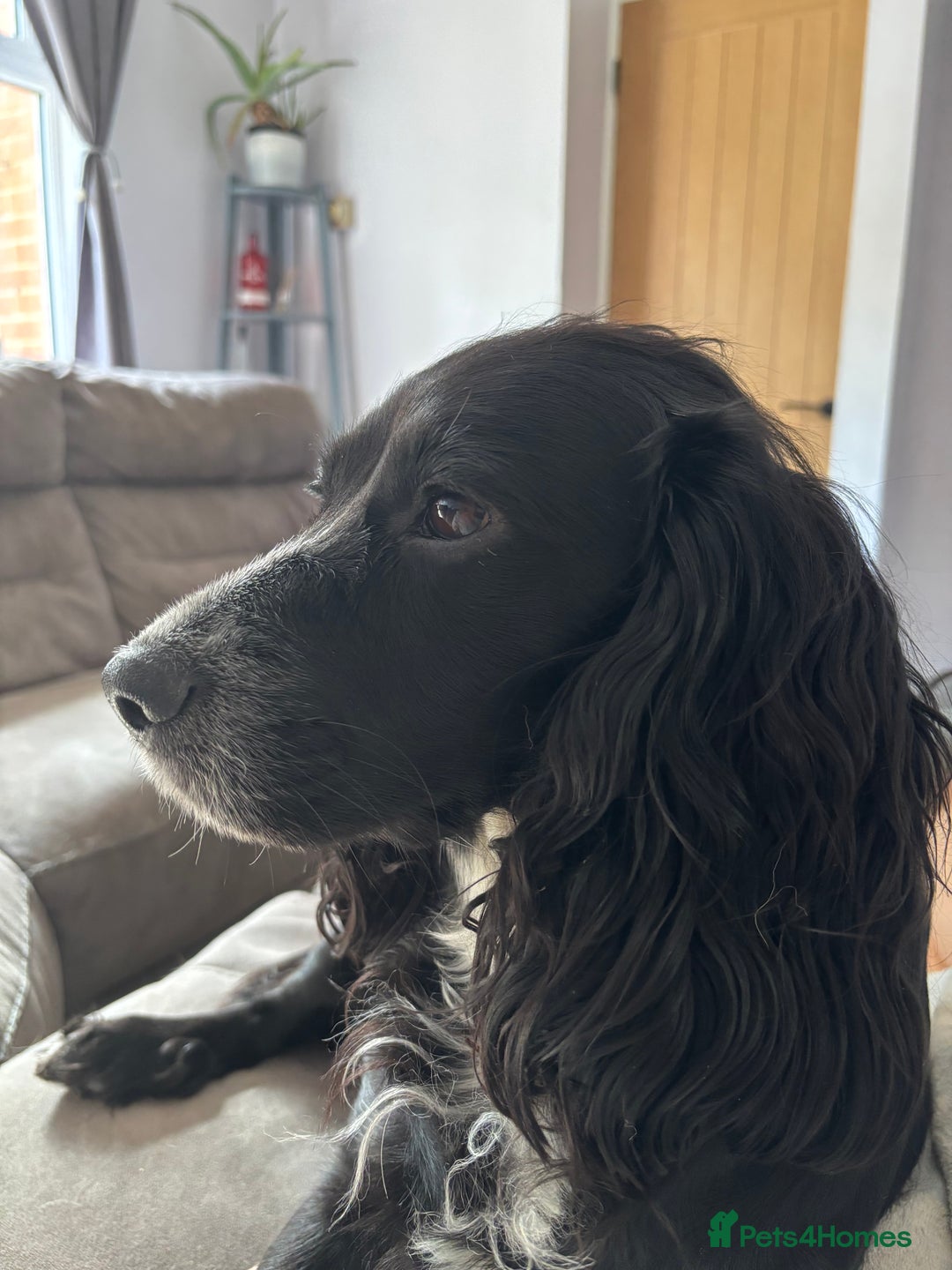 Cocker Spaniel dogs for sale: Working cocker spaniel puppies - Image 8