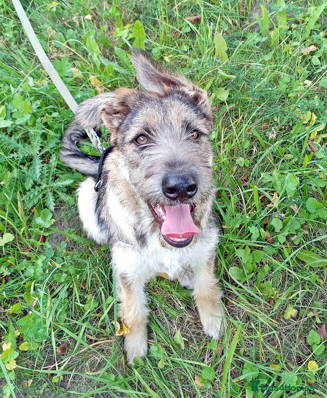 Border Terrier dogs for adoption: Berta – The Little Fighter Who Refused to Give Up - Advert 3