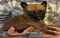 Belgian Shepherd Dog dogs for sale: Belgian malinois puppies  - Image 5