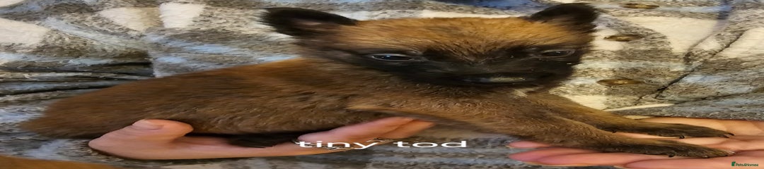 Belgian Shepherd Dog Puppy 3