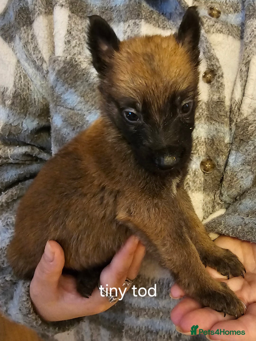 Belgian Shepherd Dog dogs for sale: Belgian malinois puppies  - Image 5