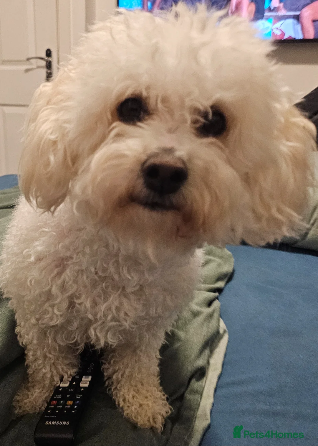 Bichon Frise dogs for sale: Bichon frise puppies - Advert 4