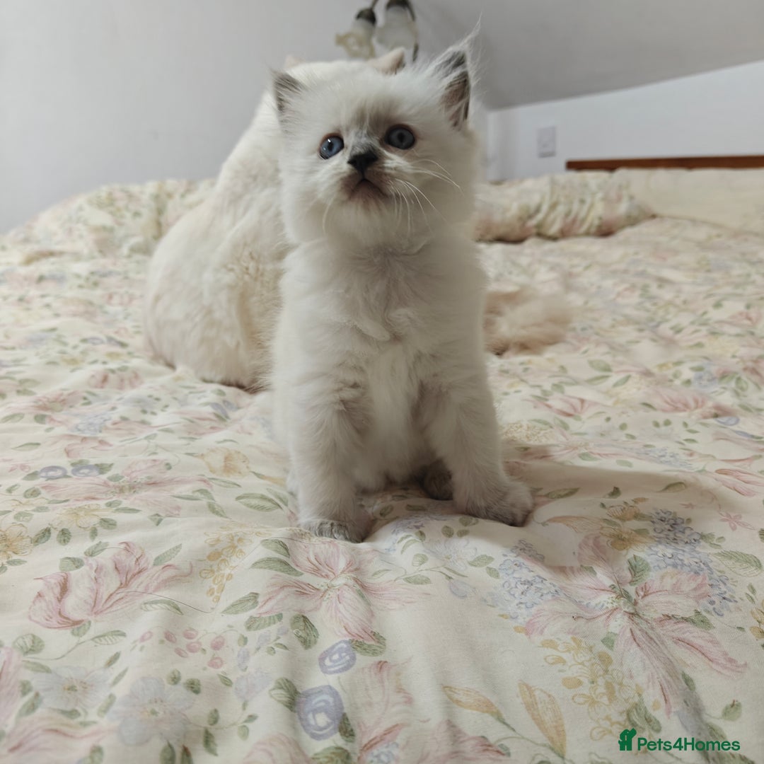 Ragdoll cats for sale: GCCF Ragdoll girls - Advert 5