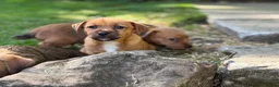 Mixed Breed dogs for sale: Stunning NORFOLK TERRIER X JACK RUSSELL  in Chester - Advert 13