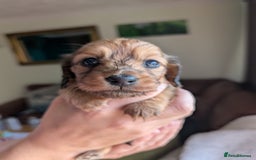 Miniature Dachshund dogs for sale: KC LONGHAIRED MINIATURE DACHSHUNDS  - Image 6