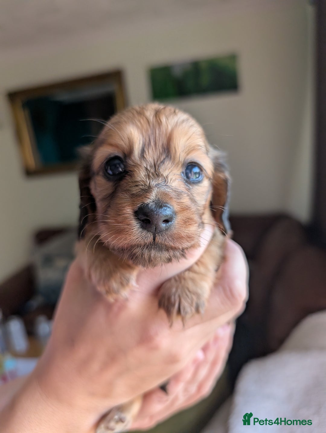 Miniature Dachshund dogs for sale: KC LONGHAIRED MINIATURE DACHSHUNDS  - Image 6
