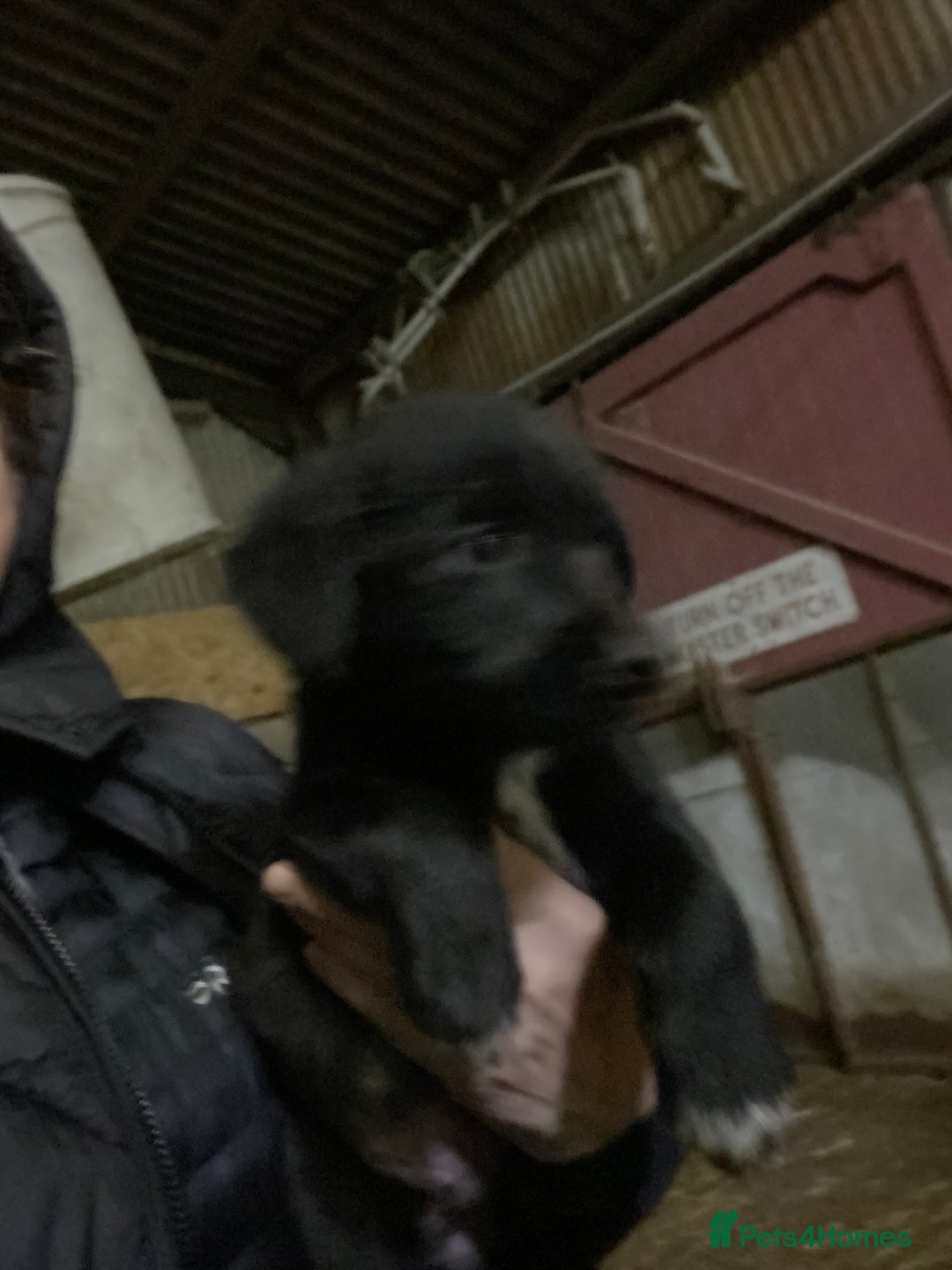 Mixed Breed dogs for sale: One little male Labrador x collie - Advert 13