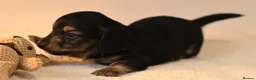 Miniature Dachshund dogs for sale: 5*Licensed+CREAM+LONGHAIR+Kc+PRACLEAR+VetChecked - Advert 15