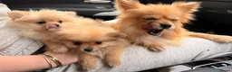 Pomeranian dogs for sale: 2 fluffy Pomeranians for sale  - Advert 20
