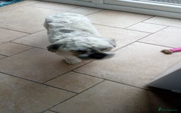 Shihpoo dogs for sale: Bailey - Image 2