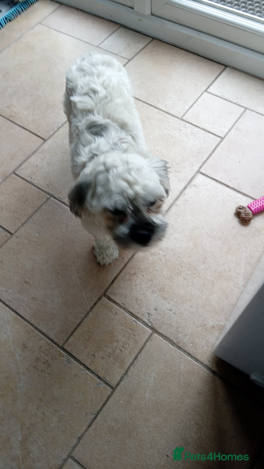 Shihpoo dogs for sale: Bailey - Image 2