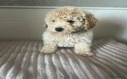 Mixed Breed dogs for sale: Adorable Toy/Miniature Poodle Puppies–Ready 27/9  - Image 5