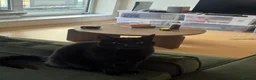 British Shorthair cats for sale: Toothless – Lovely Cat Looking for a Loving Home - Advert 6