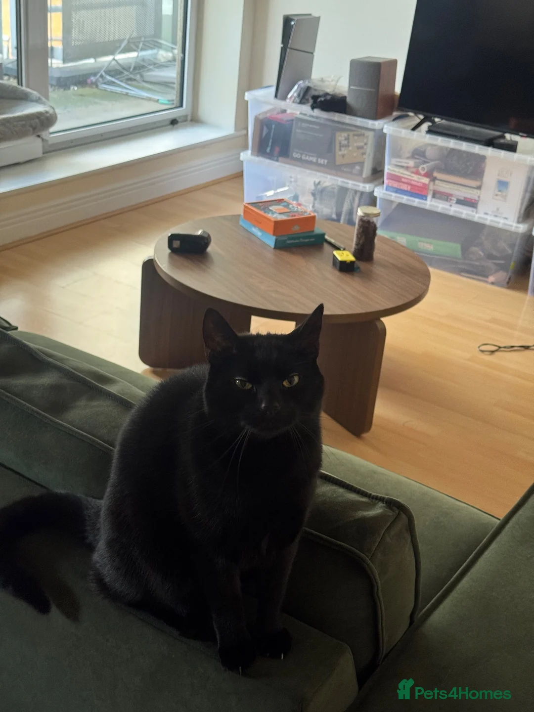 British Shorthair cats for sale: Toothless – Lovely Cat Looking for a Loving Home - Advert 6