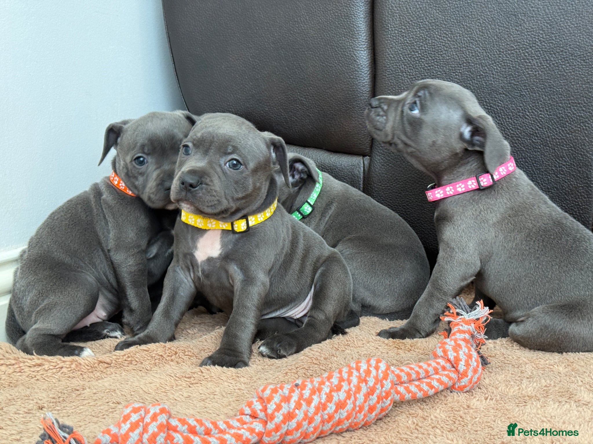 Staffordshire Bull Terrier dogs for sale: ❗️Ready to leave this Saturday  - Advert 1