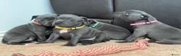 Staffordshire Bull Terrier dogs for sale: ❗️Ready to leave this Saturday  - Advert 1