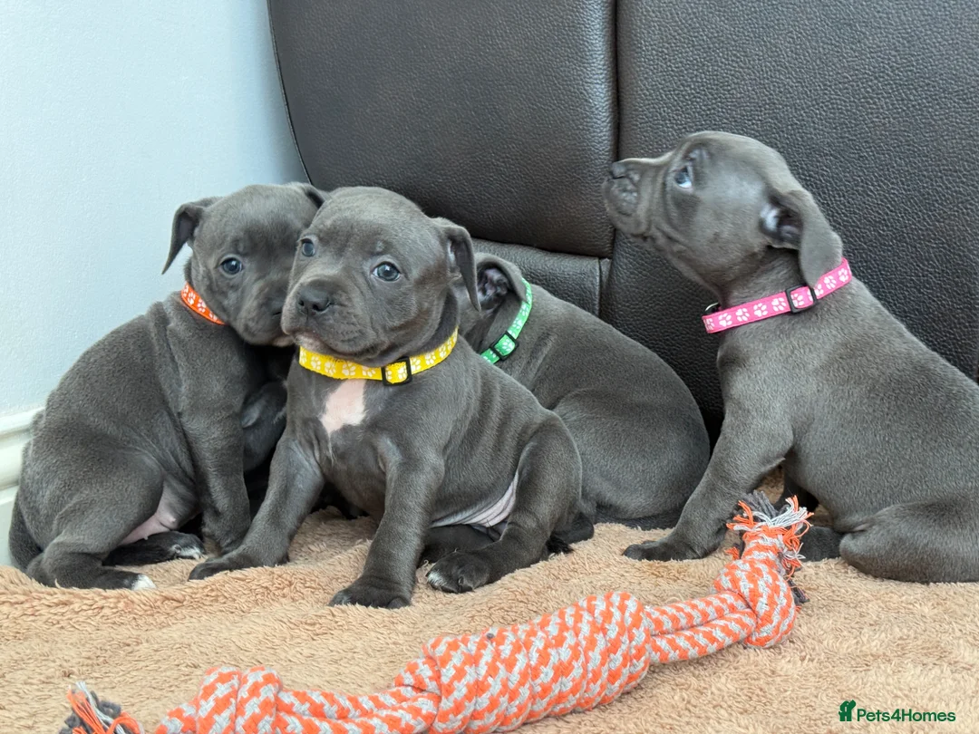 Staffordshire Bull Terrier dogs for sale: ❗️Ready to leave this Saturday  - Advert 1