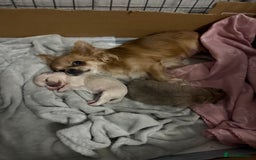 Chihuahua dogs for sale: Chihuahua puppies  - Image 2