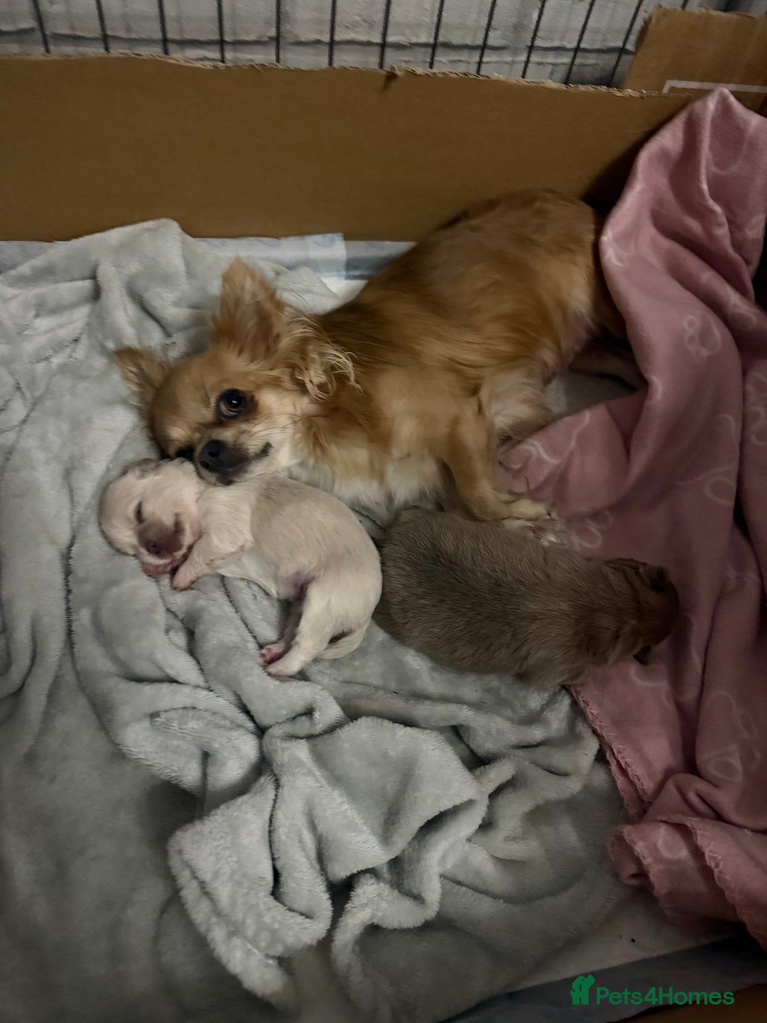 Chihuahua dogs for sale: Chihuahua puppies  - Image 2