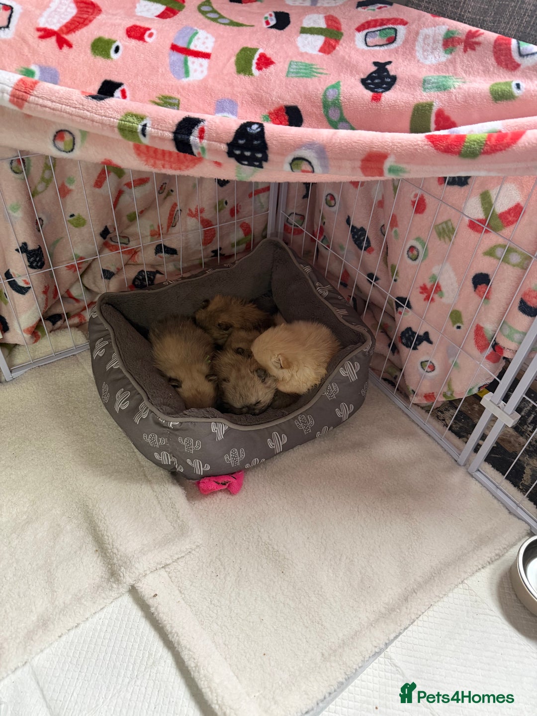 Pomeranian dogs for sale: Kc Pomeranians  - Advert 13