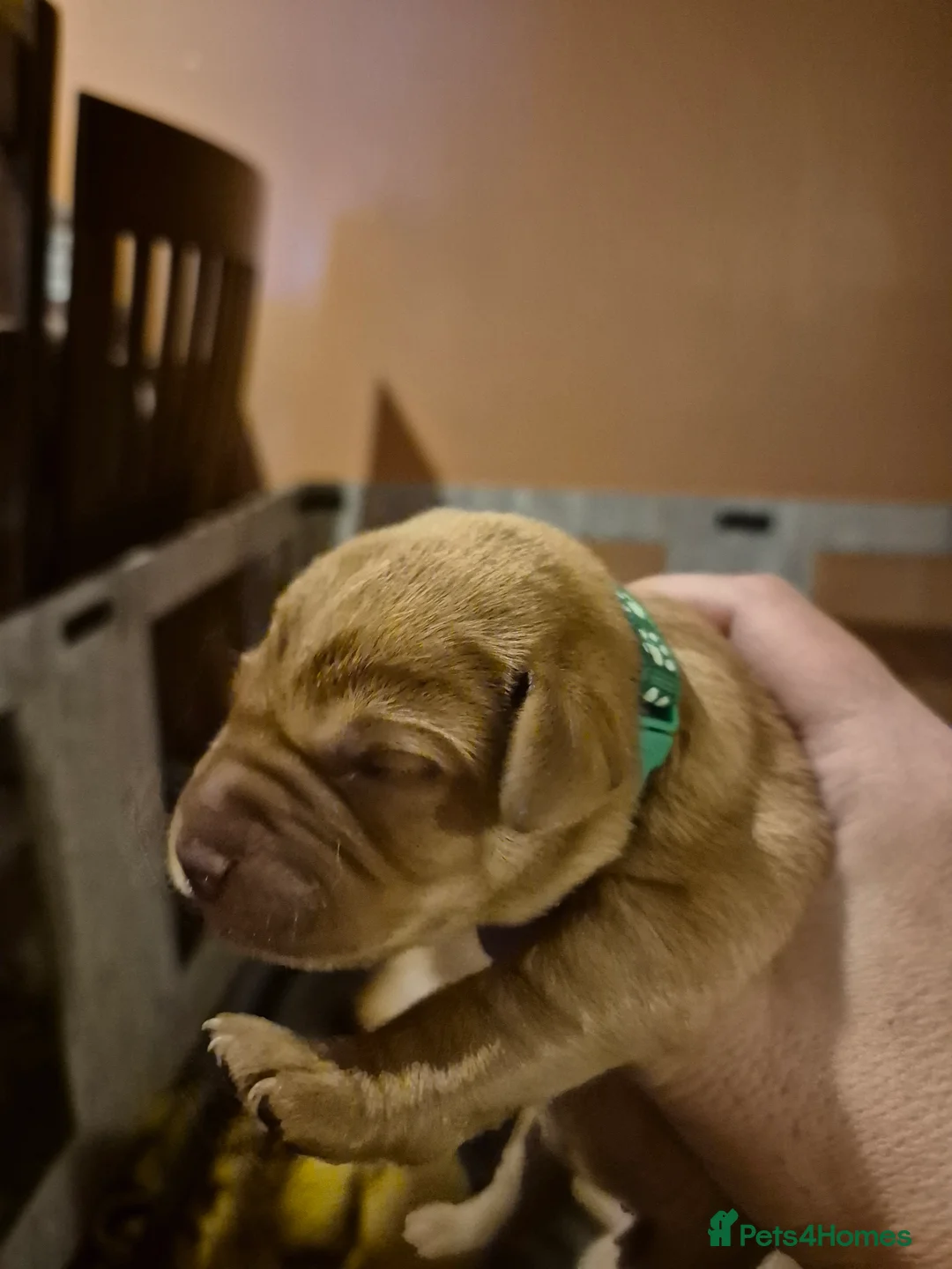 Labrador Retriever dogs for sale: Pedigree KC registered labrador pups. - Advert 14