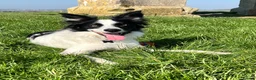 Border Collie dogs for sale: Border collie - Advert 2