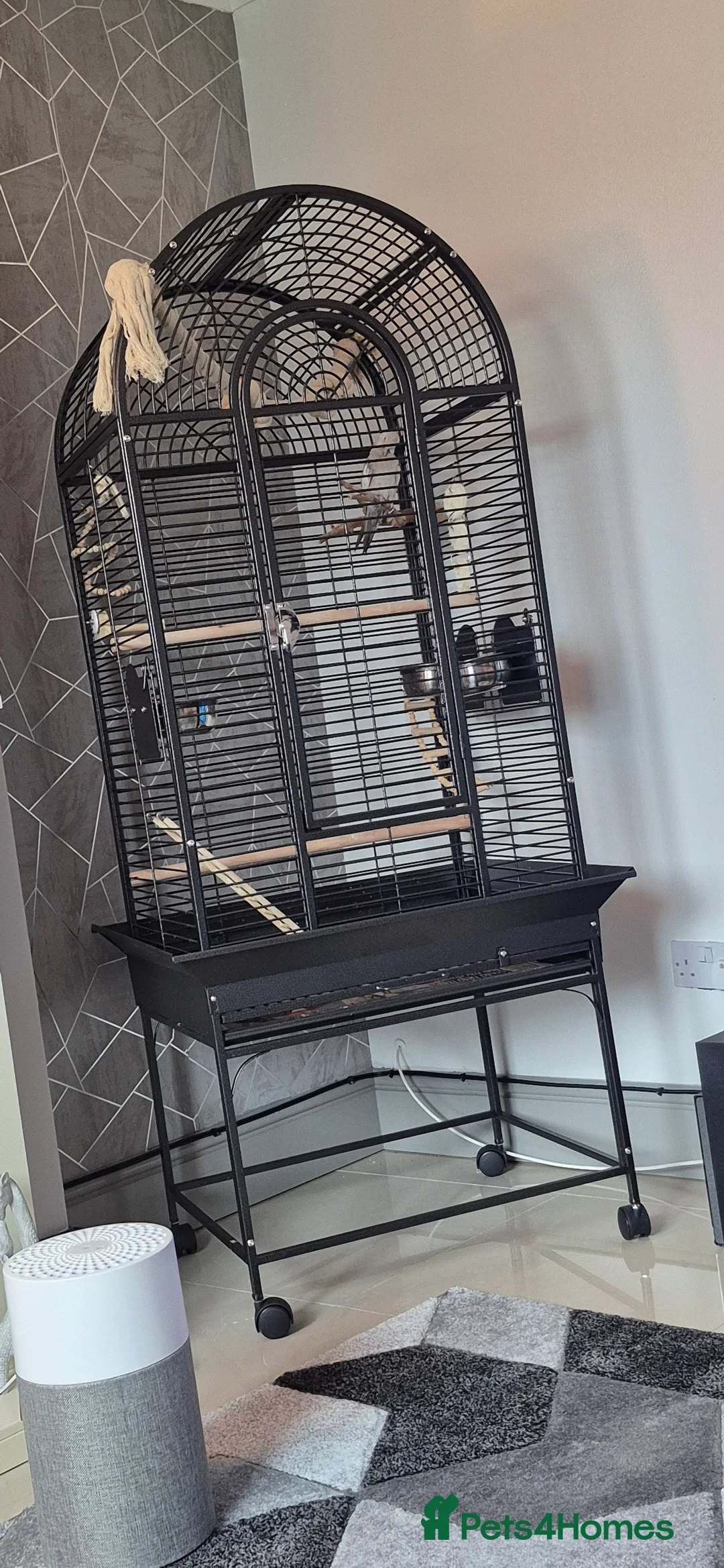 Cockatiels birds for sale: Cockatiel - Advert 2