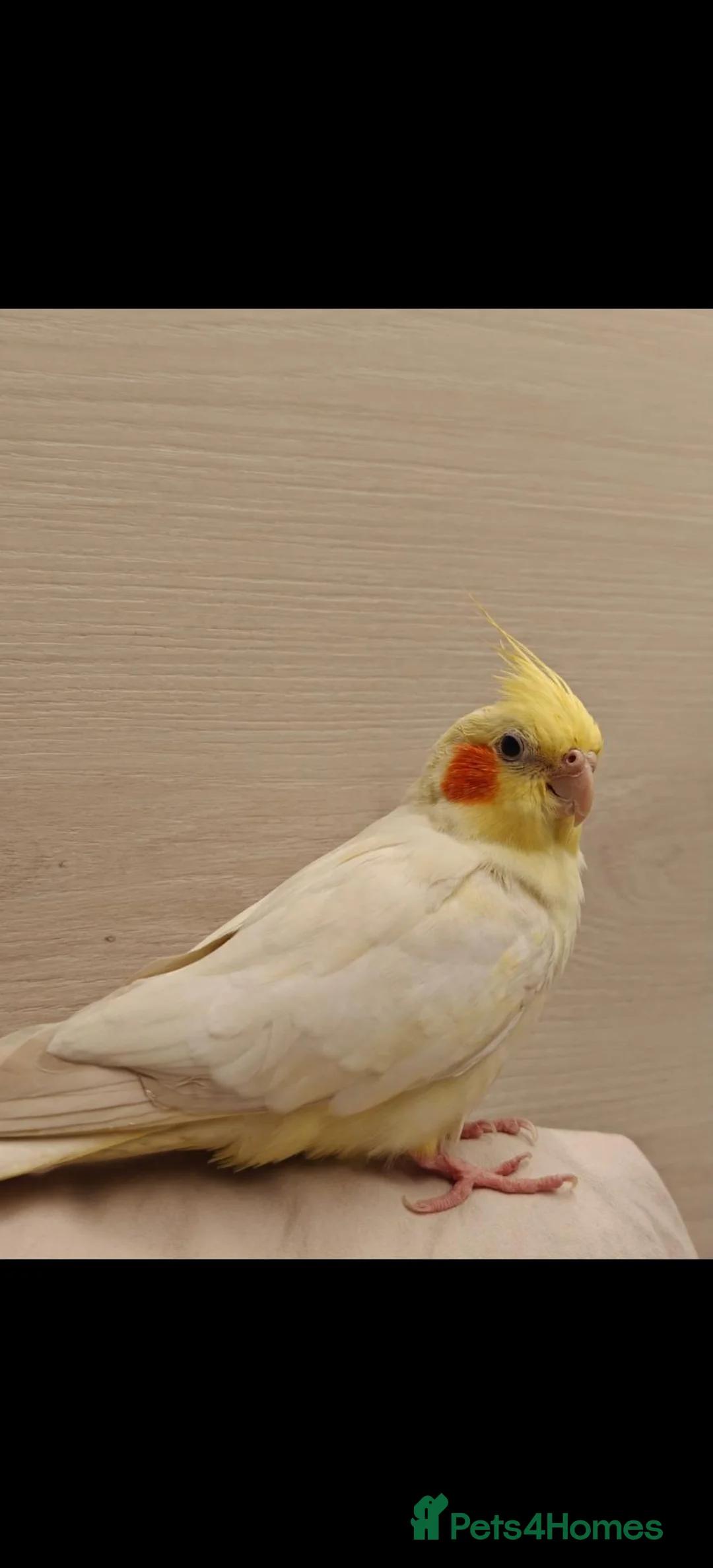 Cockatiels birds for sale: Tame Female Lutino Cockatiel + Cage & Food £30 in Leeds - Advert 2