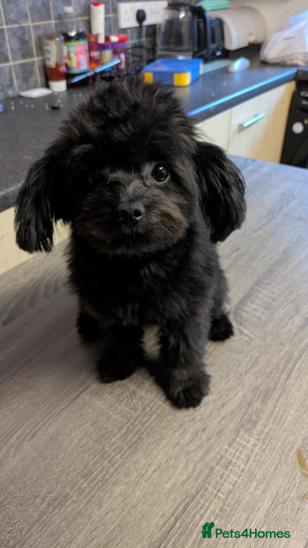 Mixed Breed dogs for sale: GORGEOUS Litter of POM x DASCHUND - Advert 5