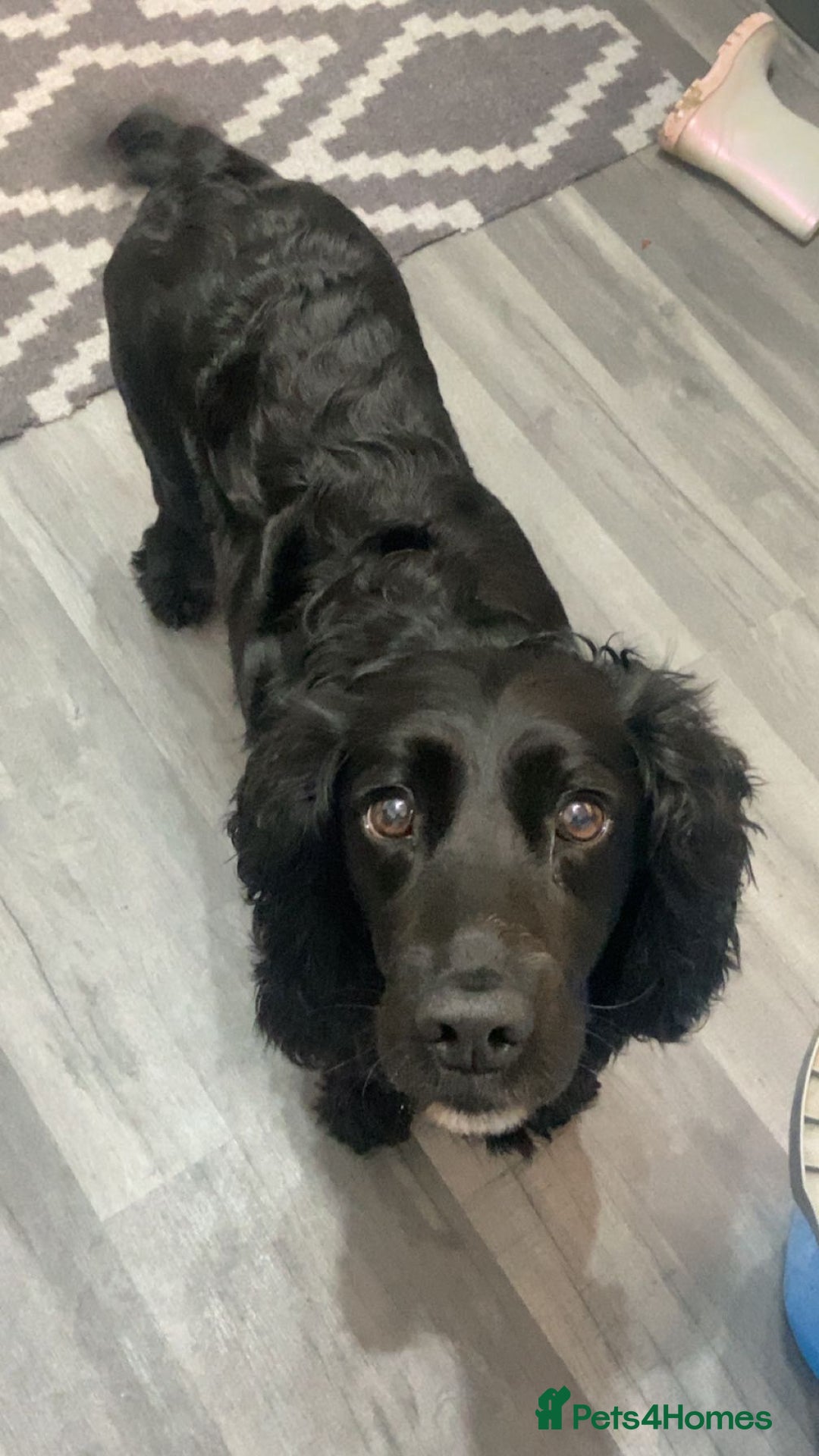 Sprocker dogs for sale: sprocker puppies black girl 1 left - Advert 2