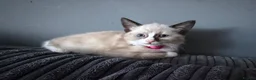 Mixed Breed cats for sale: Female kitten - Advert 7