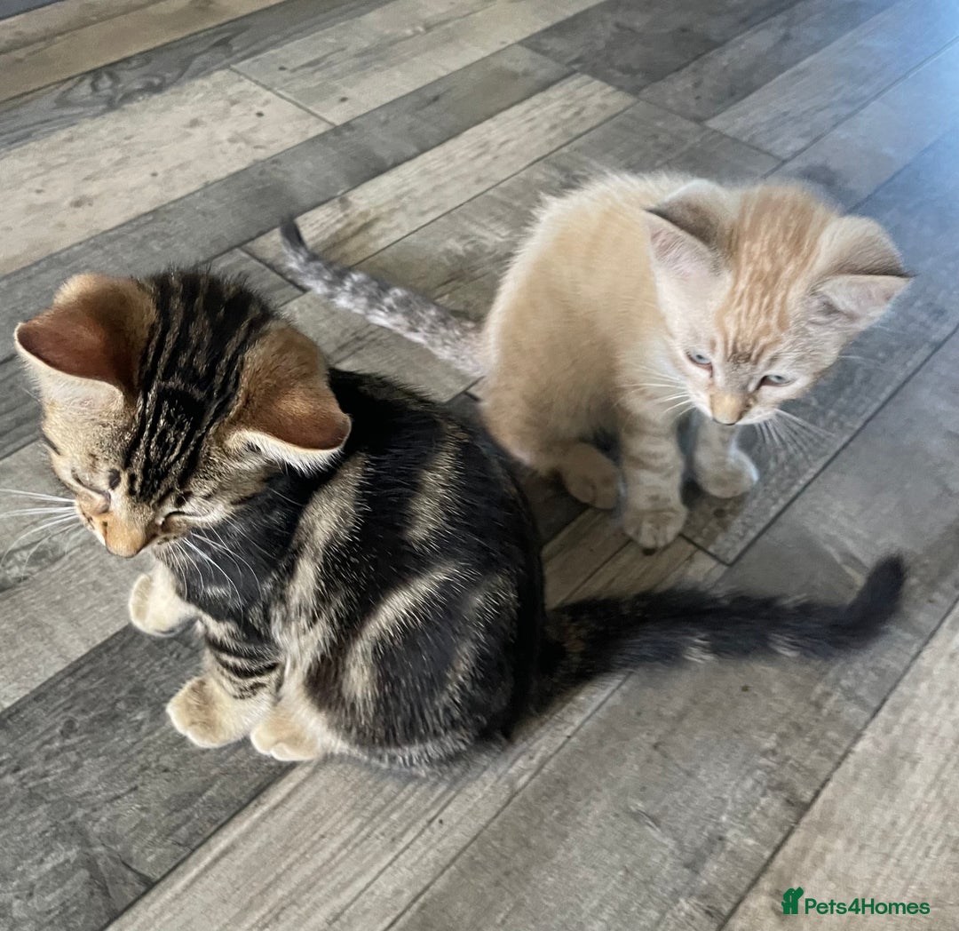 Bengal cats for sale: Part Snow Bengal Kitten - Image 12