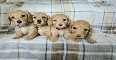 Miniature Dachshund dogs in Peterborough - Advert 2