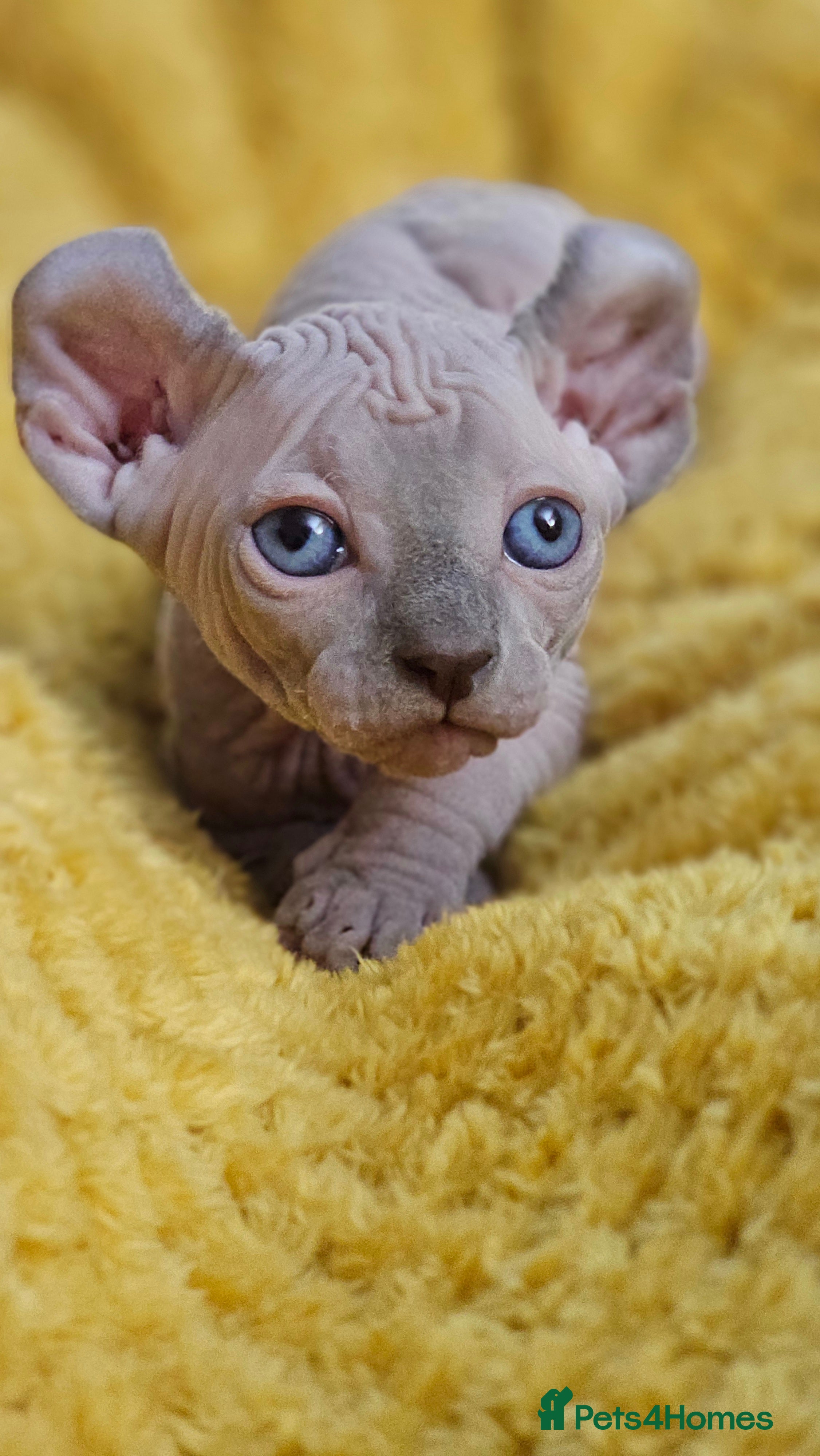 Sphynx cats Sphynx Elf kittens - Advert 2