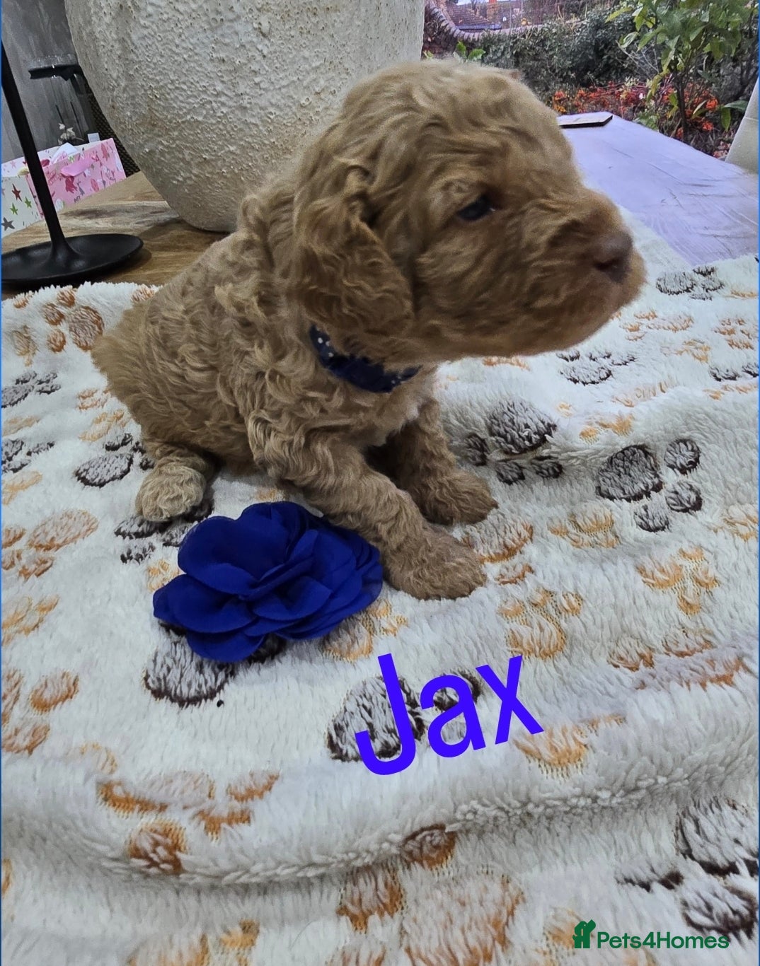 Cavapoo dogs Beautiful fully health tested cavapoo puppies  - Advert 1