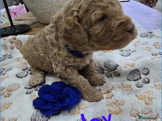 Cavapoo dogs Beautiful fully health tested cavapoo puppies - Advert 1