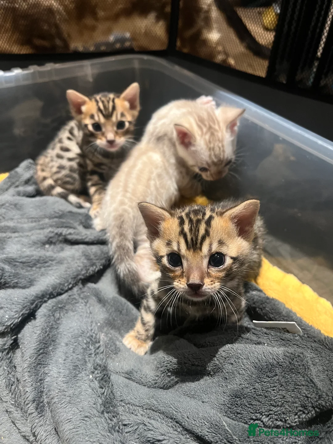 Bengal cats for sale: Pure Bengal Kittens  - Advert 1