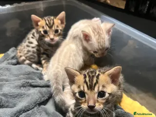 Bengal cats Pure Bengal Kittens - Advert 1