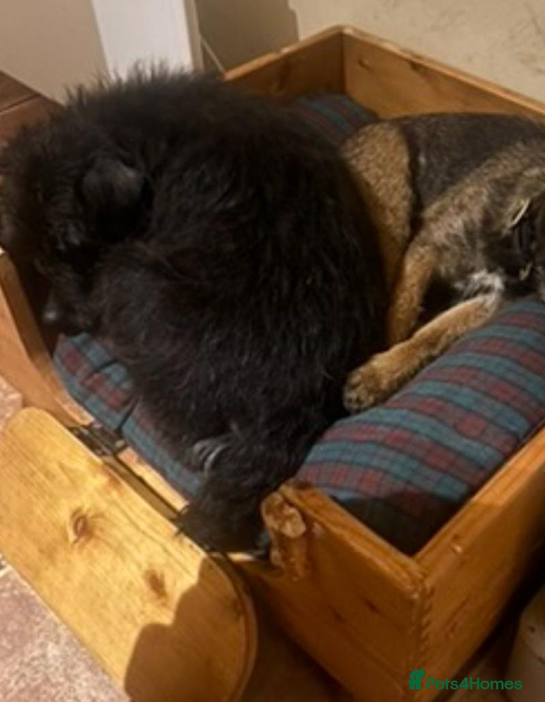 Patterdale Terrier dogs for sale: Stunning litter of patterdale puppies  - Image 7