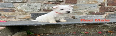 West Highland Terrier Red Collar 