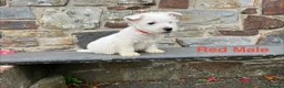 West Highland Terrier dogs for sale: Beautiful Westie Puppies  - Advert 5