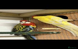 Parakeets birds for sale: Rosellas  - Advert 1