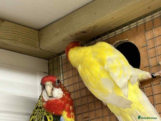 Parakeets birds Rosellas - Advert 6