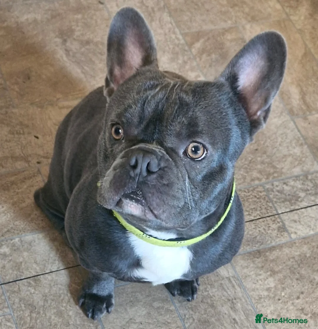 French Bulldog dogs for sale: Blu-french bulldog  - Advert 2